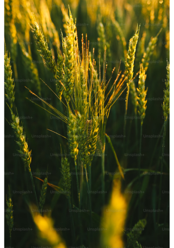 wheat